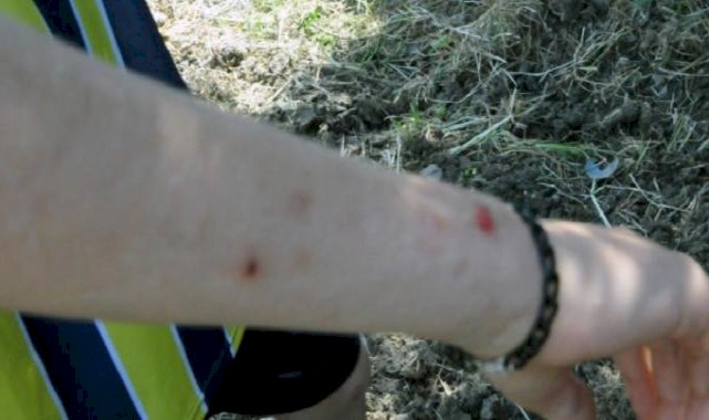 Hatay'da havalar ısınınca konteynerlerde sinek ve haşere sorunu başladı