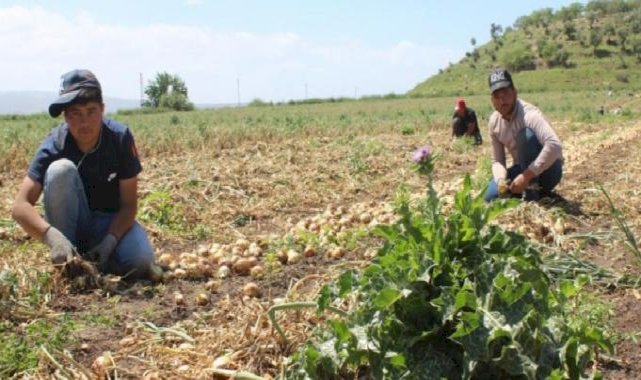 Hatay'da tarım işçilerinin zorlu mesaisi