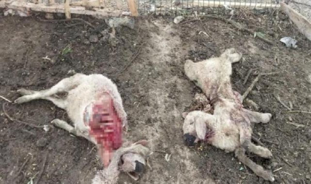 Kırşehir'de kurtlar, 25 koyunu telef etti