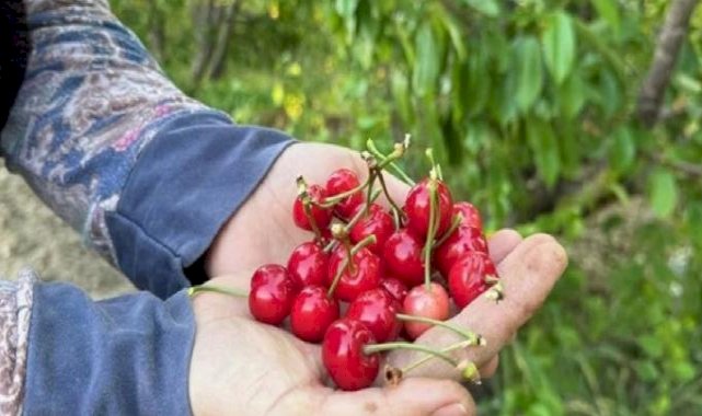 Manisa'da sezonun ilk kiraz hasadı yapıldı! Kilosu 2 bin liradan satıldı