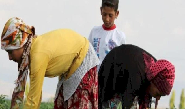 Mevsimlik tarım işçilerinin çalışma koşulları iyileştirilecek