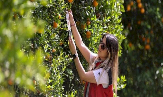 Tarımda zararlılarla mücadelede faydalı böcekler iş başında! Antalya'da narenciye bahçelerine salındı