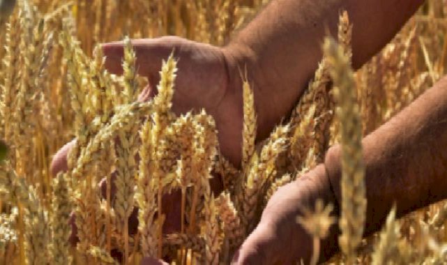 Tarımsal destekleme ödemesi bugün hesaplara yatacak