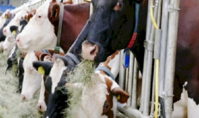 TÜİK- Ticari süt işletmelerinin topladığı inek sütü Şubat'ta yıllık yüzde 13,1 arttı