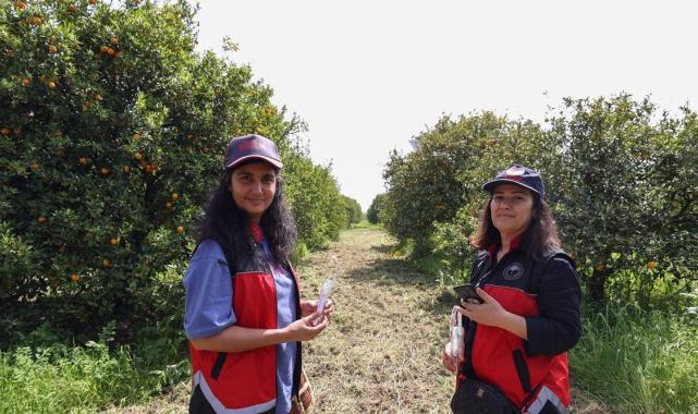 Tarımda zararlılarla mücadelede faydalı böcekler iş başında! Antalya'da narenciye bahçelerine salındı
