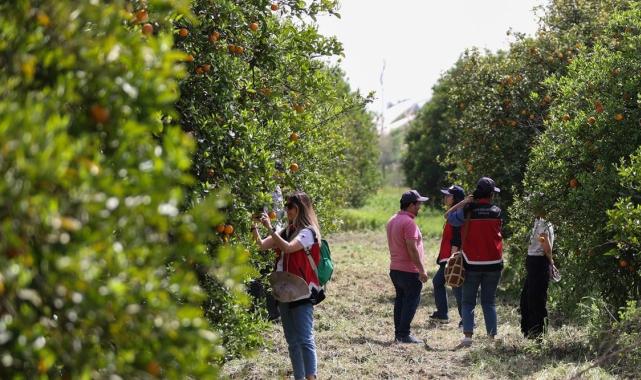 Tarımda zararlılarla mücadelede faydalı böcekler iş başında! Antalya'da narenciye bahçelerine salındı