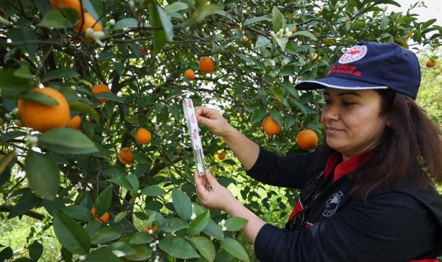 Tarımda zararlılarla mücadelede faydalı böcekler iş başında! Antalya'da narenciye bahçelerine salındı