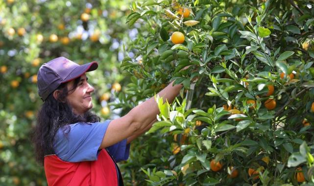 Tarımda zararlılarla mücadelede faydalı böcekler iş başında! Antalya'da narenciye bahçelerine salındı