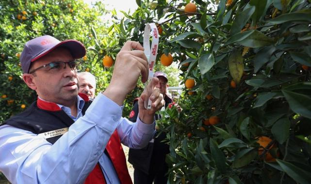 Tarımda zararlılarla mücadelede faydalı böcekler iş başında! Antalya'da narenciye bahçelerine salındı