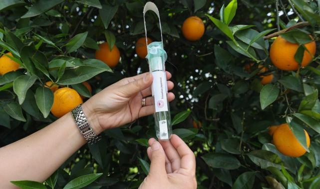 Tarımda zararlılarla mücadelede faydalı böcekler iş başında! Antalya'da narenciye bahçelerine salındı