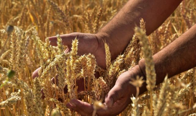 Tarımsal destekleme ödemesi bugün hesaplara yatacak