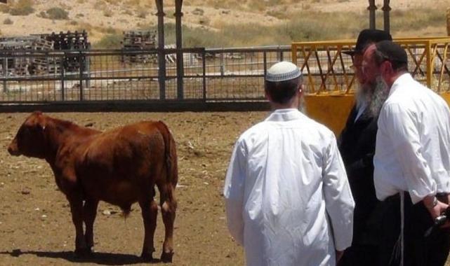 Vakanüvis yazdı: Antik çağlardan günümüze 'Kızıl Düveler'