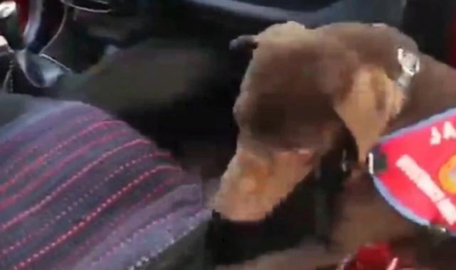 8 ilde MAHZEN-36 operasyonu: 42 şüpheli yakalandı