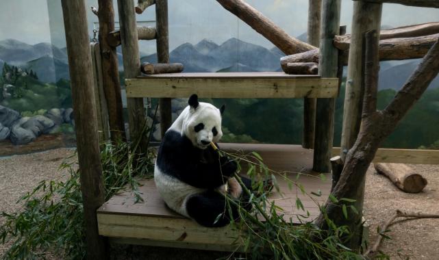 ABD'de kalan son 4 panda da Çin'e gönderiliyor