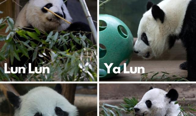 ABD'de kalan son 4 panda da Çin'e gönderiliyor