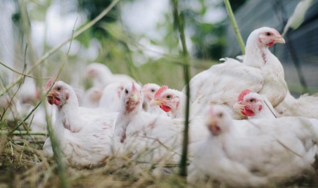 Avustralya'da ilk! Bir kişide kuş gribi tespit edildi