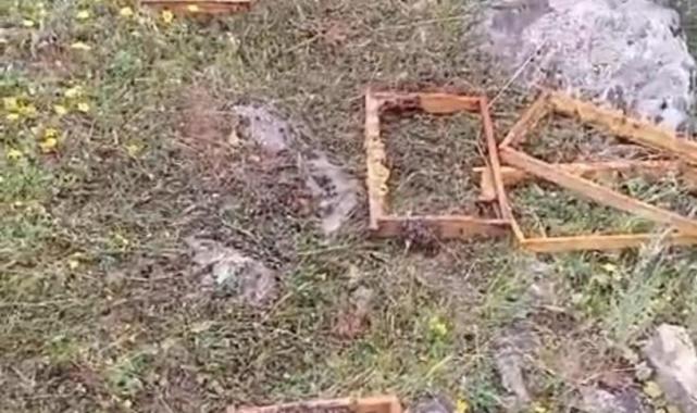 Batman'da aç kalan ayılar, kovanlara dadandı