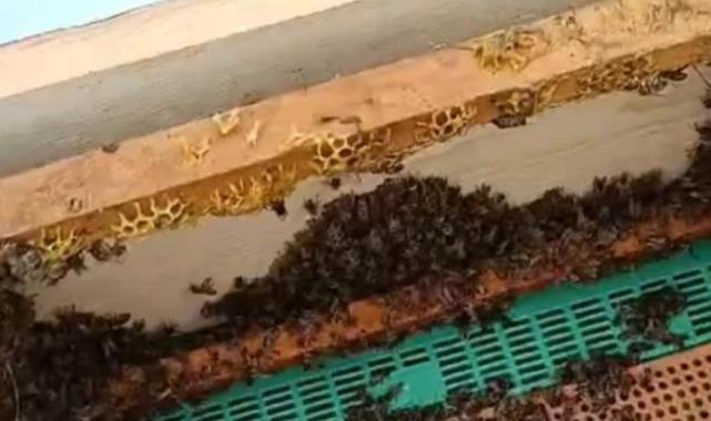 Batman'da aç kalan ayılar, kovanlara dadandı