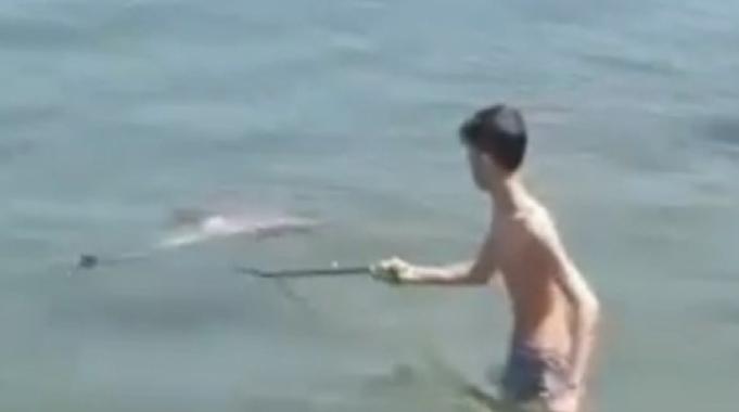 Bursa&#039;da çocuklar ölü yunus balığı buldu