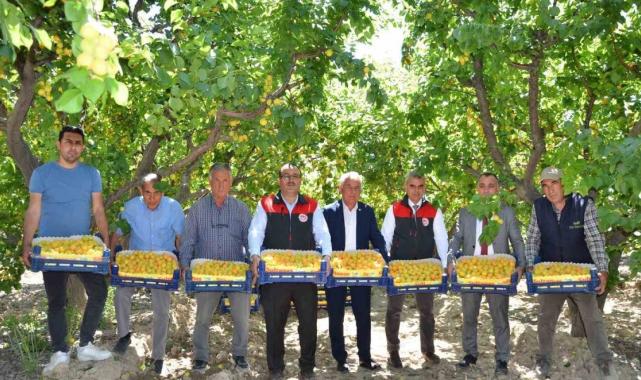 Denizli’nin Pamukkale ilçesinde erkenci kayısıların hasadına başlandı