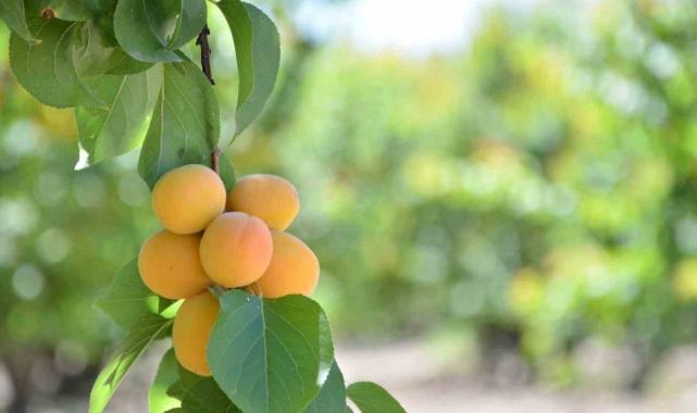 Denizli’nin Pamukkale ilçesinde erkenci kayısıların hasadına başlandı