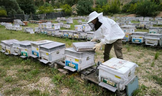 Eskişehir'de turizm sektörünü bıraktı, arıcılıkta uzman oldu