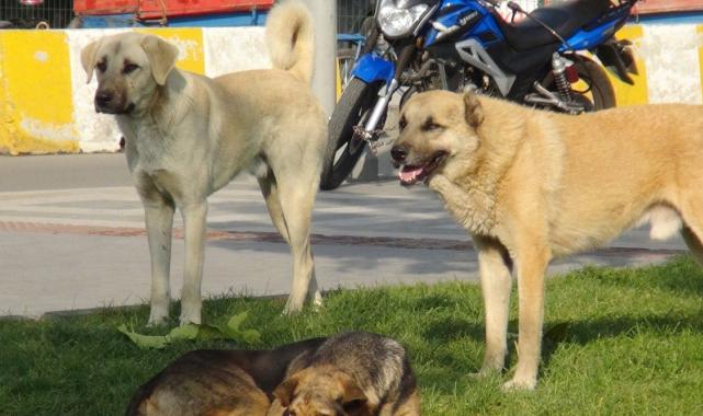 İbrahim Yumaklı, başıboş köpeklerle ilgili 5 maddeye dikkat çekti