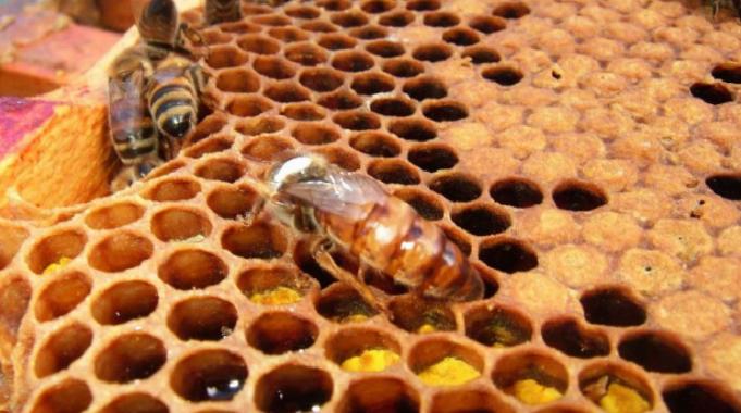 İklim değişikliği bal arılarını etkiledi!