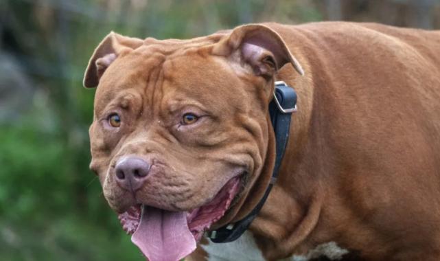 İngiltere'de sahibi olduğu köpeklerin saldırısına uğrayan kadın hayatını kaybetti