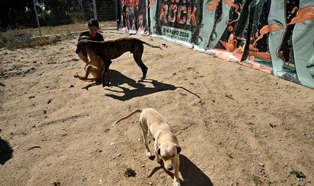 İspanya, başıboş köpek sorununa çözüm buldu