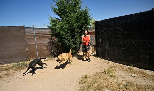İspanya, başıboş köpek sorununa çözüm buldu