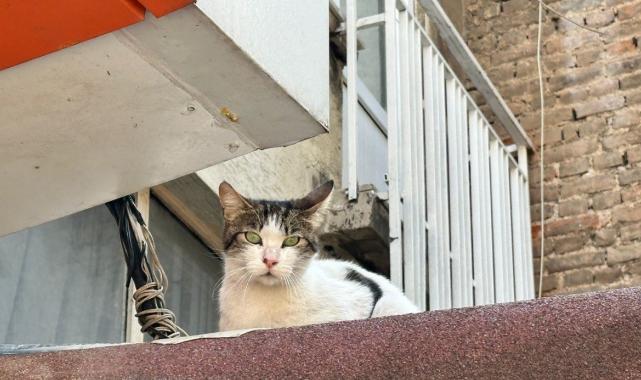 Kadıköy'de mahalle sakinleri pitbull köpekten şikayetçi