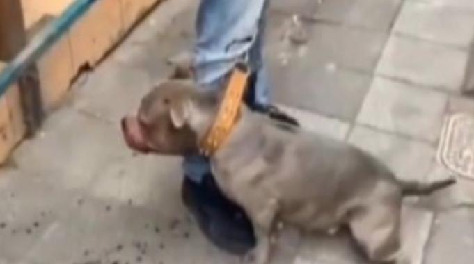 Kadıköy&#039;de mahalle sakinleri pitbull köpekten şikayetçi