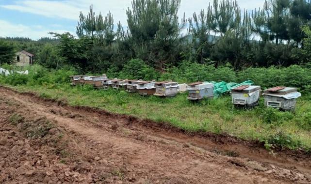 Kocaeli'de kovanları parçalanan arıcı şikayetçi oldu