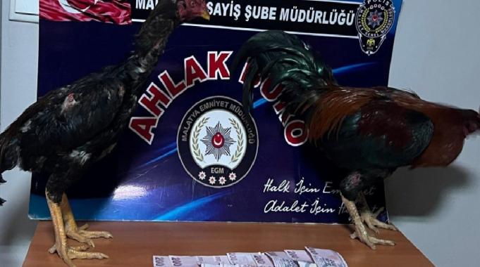 Malatya'da horoz dövüşçülerine operasyon: 9 kişiye 57 bin 825 TL ceza kesildi