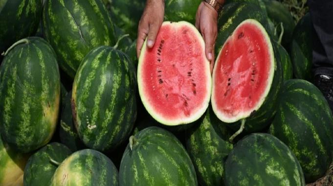 Sıcaklar hasadı erkene çekti: Adana&#039;da sezonun ilk karpuz hasadı yapıldı