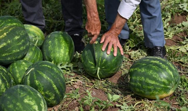 Sıcaklar hasadı erkene çekti: Adana'da sezonun ilk karpuz hasadı yapıldı