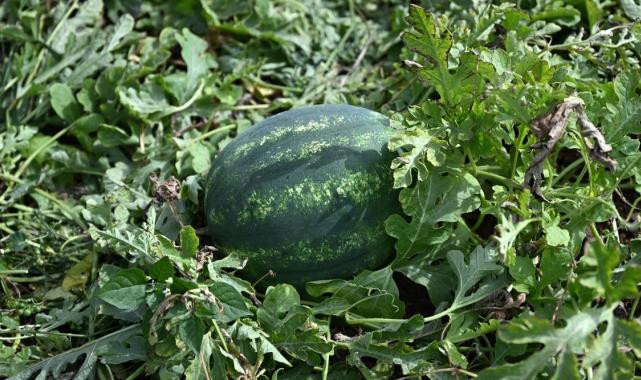 Sıcaklar hasadı erkene çekti: Adana'da sezonun ilk karpuz hasadı yapıldı