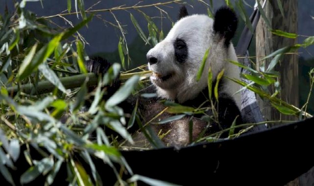ABD'de kalan son 4 panda da Çin'e gönderiliyor
