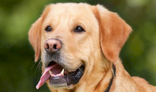 AK Parti’nin Sokak Köpeklerinin Uyutulması Teklifine Tepkiler Çığ Gibi !