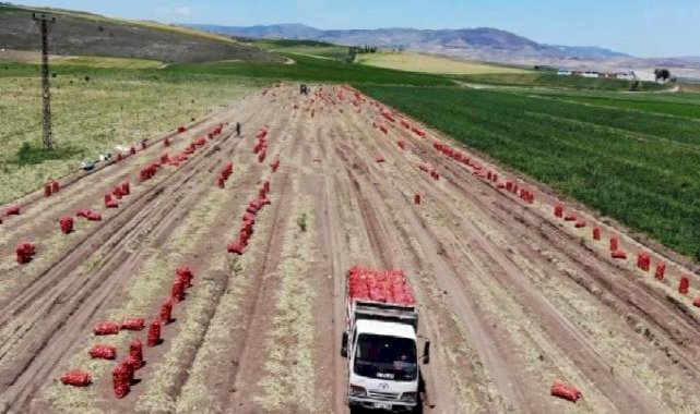Amasya’da soğan hasadı başladı: Tarlada kilosu 7 TL