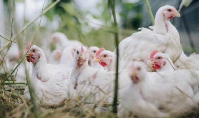 Avustralya'da ilk! Bir kişide kuş gribi tespit edildi