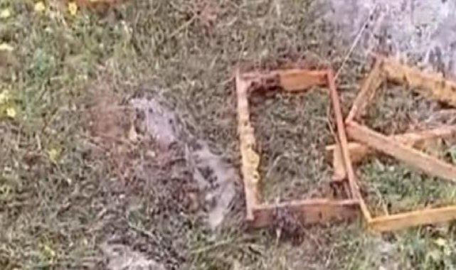 Batman'da aç kalan ayılar, kovanlara dadandı