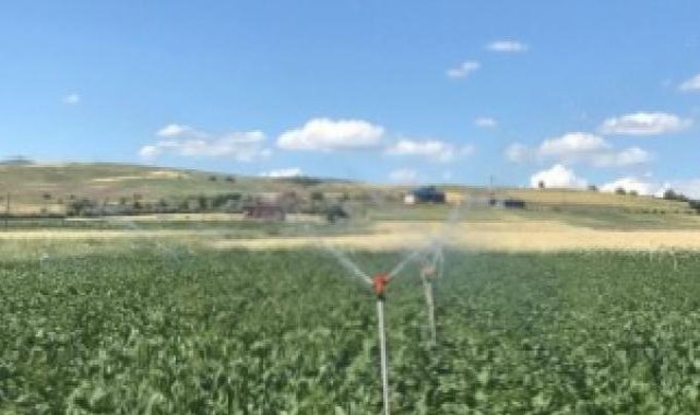 Bulgaristan Yasaklı Madde Kullanılan Limonları Geri Gönderdi