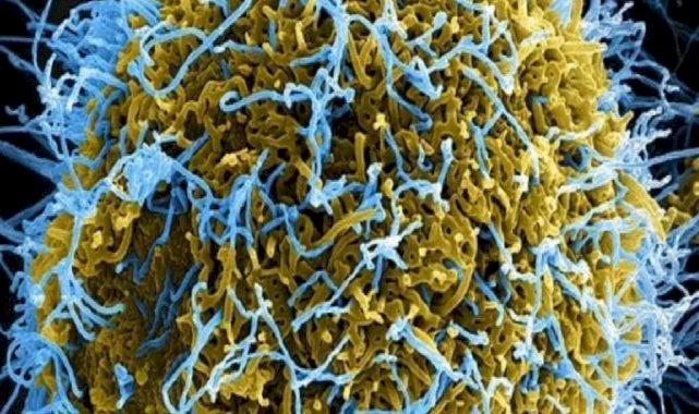 Çinli bilim insanları ağır semptomları olan mutant Ebola virüsü üretti
