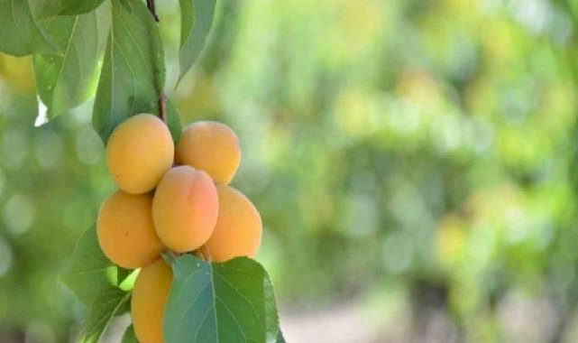 Denizli’nin Pamukkale ilçesinde erkenci kayısıların hasadına başlandı