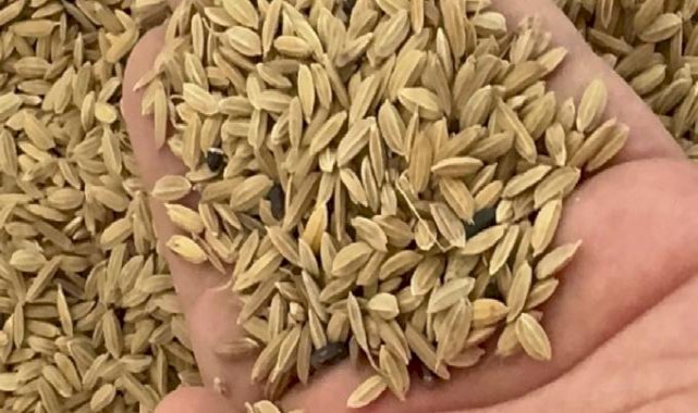 Düzce'de siyah pirinç üretimi arttı