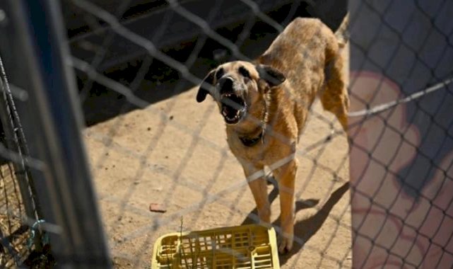 İspanya, başıboş köpek sorununa çözüm buldu