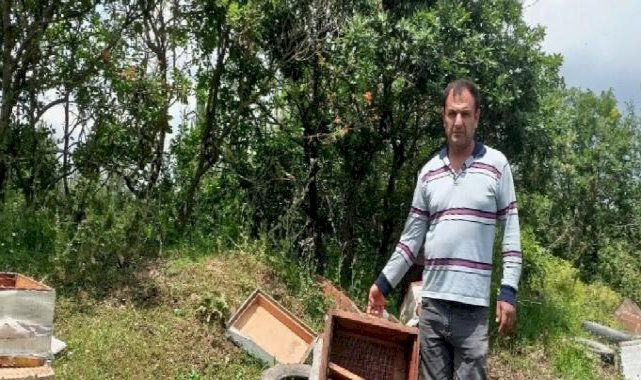 Kocaeli'de kovanları parçalanan arıcı şikayetçi oldu