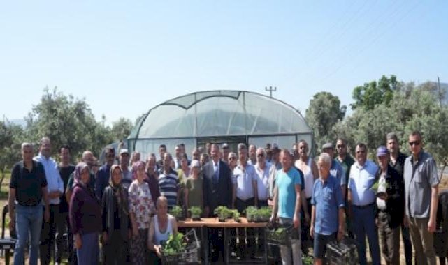 Milas Belediyesi'nden üreticilere fide desteği